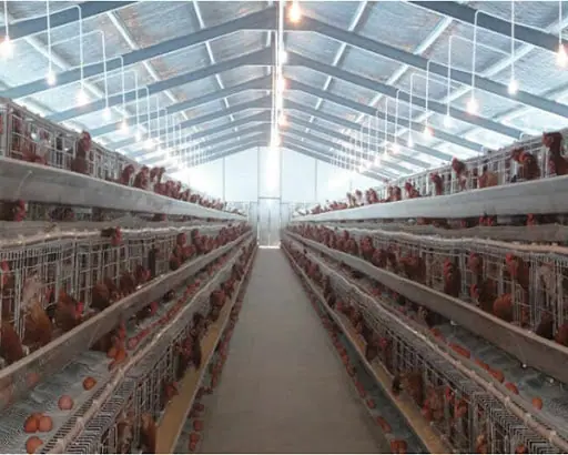 chicken-house-1.jpg