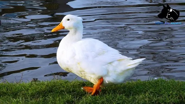 duck-in-nature